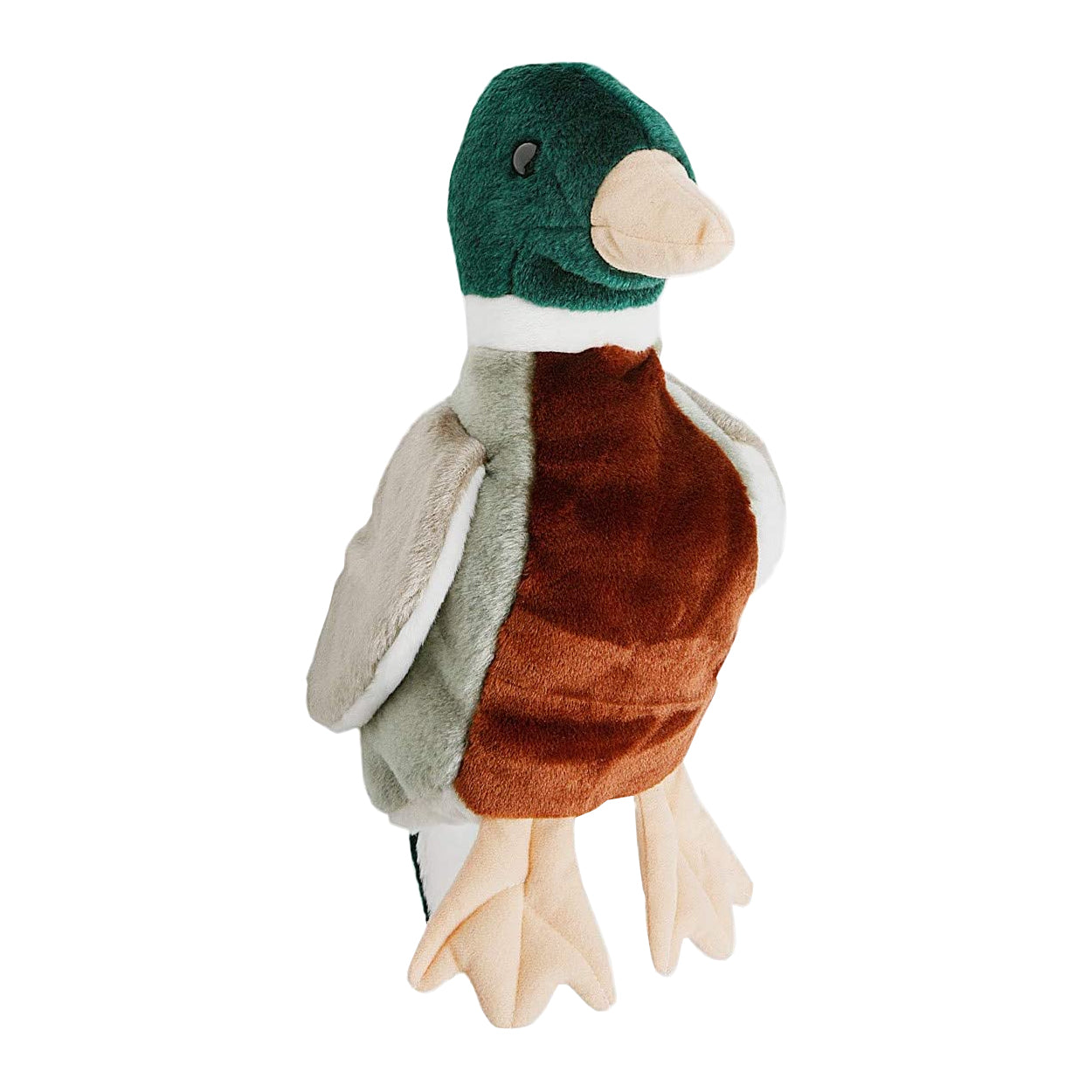 Mallard Duck